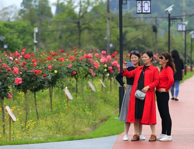 黃山祁門縣: &ldquo;十里茶鄉(xiāng)&rdquo;花開正艷